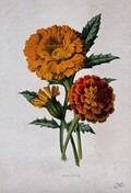 view A marigold (Tagetes species): flowers and leaf. Chromolithograph, c. 1879, after F. Hulme.