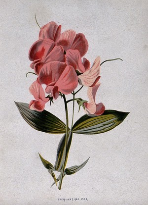 view An 'everlasting' pea plant (Lathyrus latifolius): flowers and leaf. Chromolithograph, c. 1879, after F. Hulme.