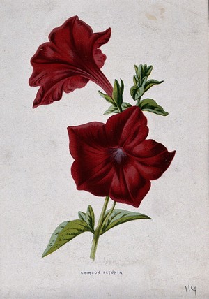 view A crimson petunia plant (Petunia x hybrida): flowering stem. Chromolithograph, c. 1879, after F. Hulme.