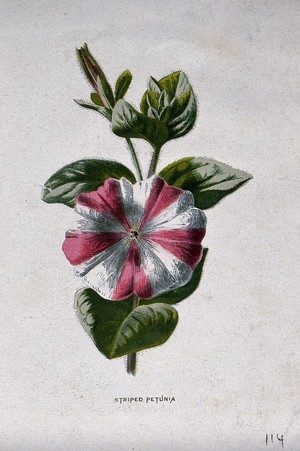 view A striped petunia plant (Petunia x hybrida): flowering stem. Chromolithograph, c. 1879, after F. Hulme.