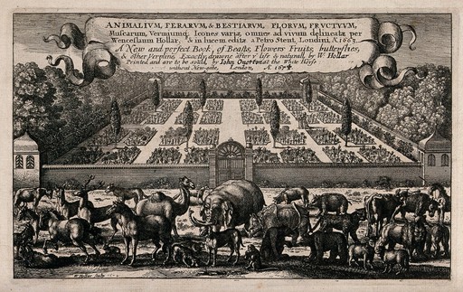 A gathering of many different animals with a large walled classical Italian-style garden behind and a banner bearing the book title above. Etching by W. Hollar, 1663, after himself.