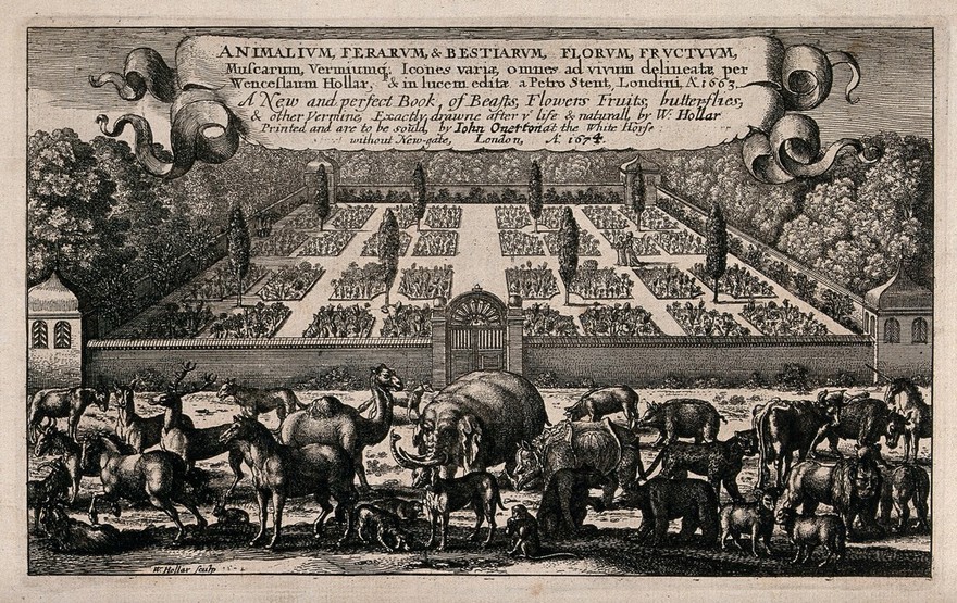 A gathering of many different animals with a large walled classical Italian-style garden behind and a banner bearing the book title above. Etching by W. Hollar, 1663, after himself.