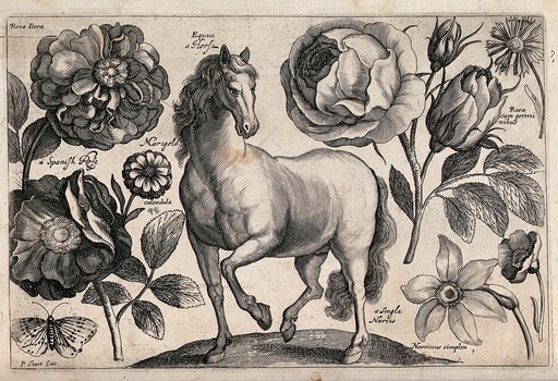 A horse surrounded by three roses, a marigold, a daffodil and a butterfly. Engraving by P. Williamson, 1663, after W. Hollar.