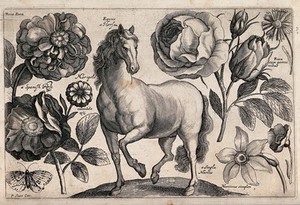 view A horse surrounded by three roses, a marigold, a daffodil and a butterfly. Engraving by P. Williamson, 1663, after W. Hollar.