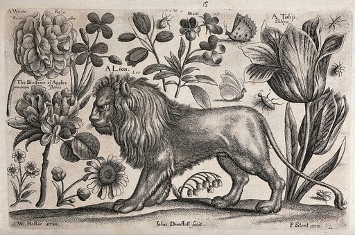 A handsome lion surrounded by various flowers and insects. Etching by J. Dunstall, 1663, after W. Hollar.