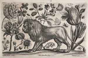 view A lion surrounded by flowers and insects. Etching by J. Dunstall, 1663, after W. Hollar.