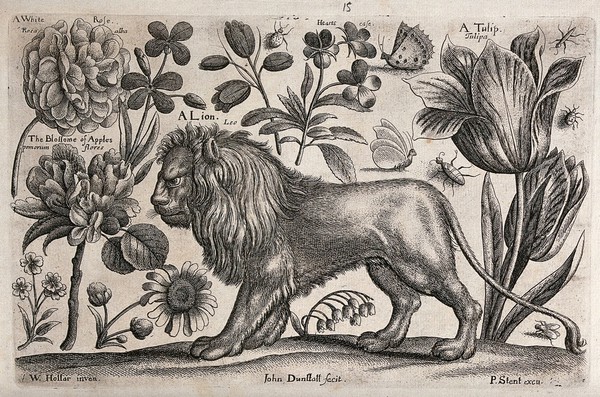 A lion surrounded by flowers and insects. Etching by J. Dunstall, 1663, after W. Hollar.