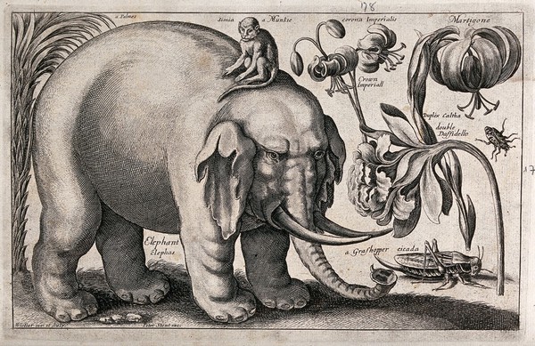 A large elephant with a monkey on its back and various flowers and insects. Etching by W. Hollar, 1663, after himself.