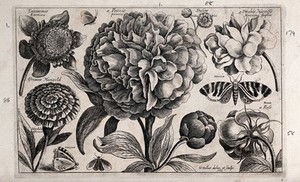 view A large paeony (Paeonia species) surrounded by various flowers and moths. Etching by W. Hollar, 1663, after himself.