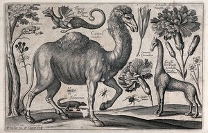 view A camel surrounded by various named animals, flowers and insects, including a giraffe and flying dragon. Engraving by D. Loggan, 1663, after W. Hollar.