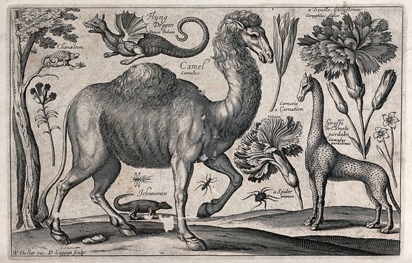 A camel surrounded by various named animals, flowers and insects, including a giraffe and flying dragon. Engraving by D. Loggan, 1663, after W. Hollar.