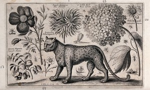 view A leopard facing left surrounded by various named flowers and insects. Etching by W. Hollar, 1662, after himself.