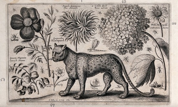 A leopard facing left surrounded by various named flowers and insects. Etching by W. Hollar, 1662, after himself.