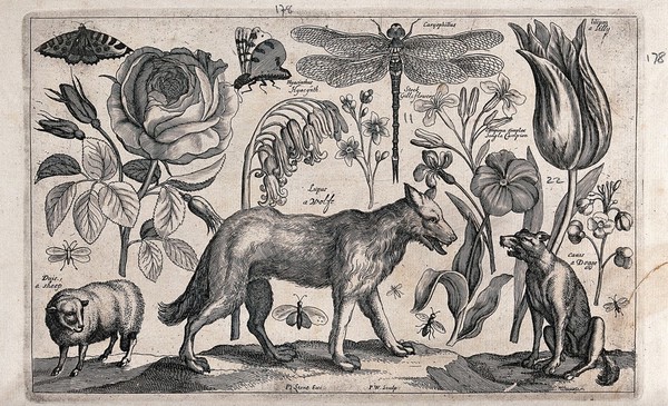 A wolf walking towards a dog and away from a sheep, surrounded by various flowers and insects. Engraving by P. Williamson, 1663, after W. Hollar.