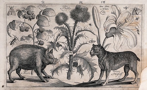 A thistle in the centre with a boar to the left facing a mastiff to the right, all surrounded by various plants and insects. Engraving by D. Loggan, 1663, after W. Hollar.