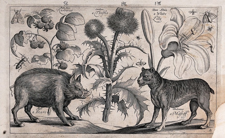 A thistle in the centre with a boar to the left facing a mastiff to the right, all surrounded by various plants and insects. Engraving by D. Loggan, 1663, after W. Hollar.