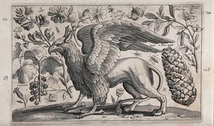 view A griffin facing left surrounded by various flowers, fruits and insects. Engraving by D. Loggan, 1663, after W. Hollar.