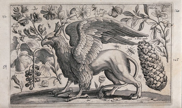 A griffin facing left surrounded by various flowers, fruits and insects. Engraving by D. Loggan, 1663, after W. Hollar.