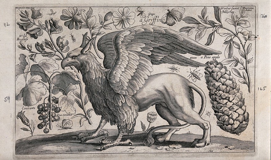 A griffin facing left surrounded by various flowers, fruits and insects. Engraving by D. Loggan, 1663, after W. Hollar.