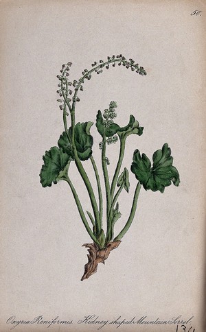 view A plant (Oxyria digyna): flowering and leafy stem. Coloured lithograph by F. Waller, c. 1863, after C. Gower.