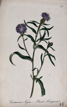 Black knapweed plant (Centaurea nigra): flowering stem. Coloured lithograph by F. Waller, c. 1863, after C. Gower.