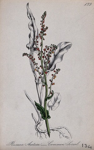 view Common sorrel (Rumex acetosa): flowering stem and separate roots. Partially coloured lithograph by F. Waller, c. 1863, after C. Gower.