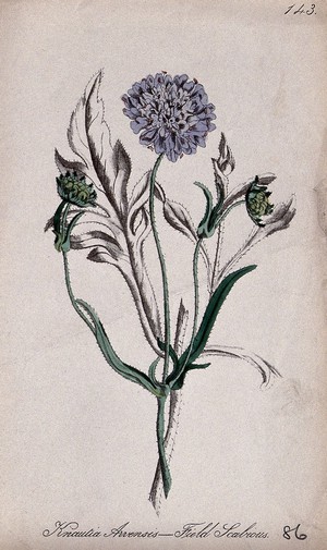 view Field scabious plant (Knautia arvensis): flowering and fruiting stem. Partially coloured lithograph by F. Waller, c. 1863, after C. Gower.