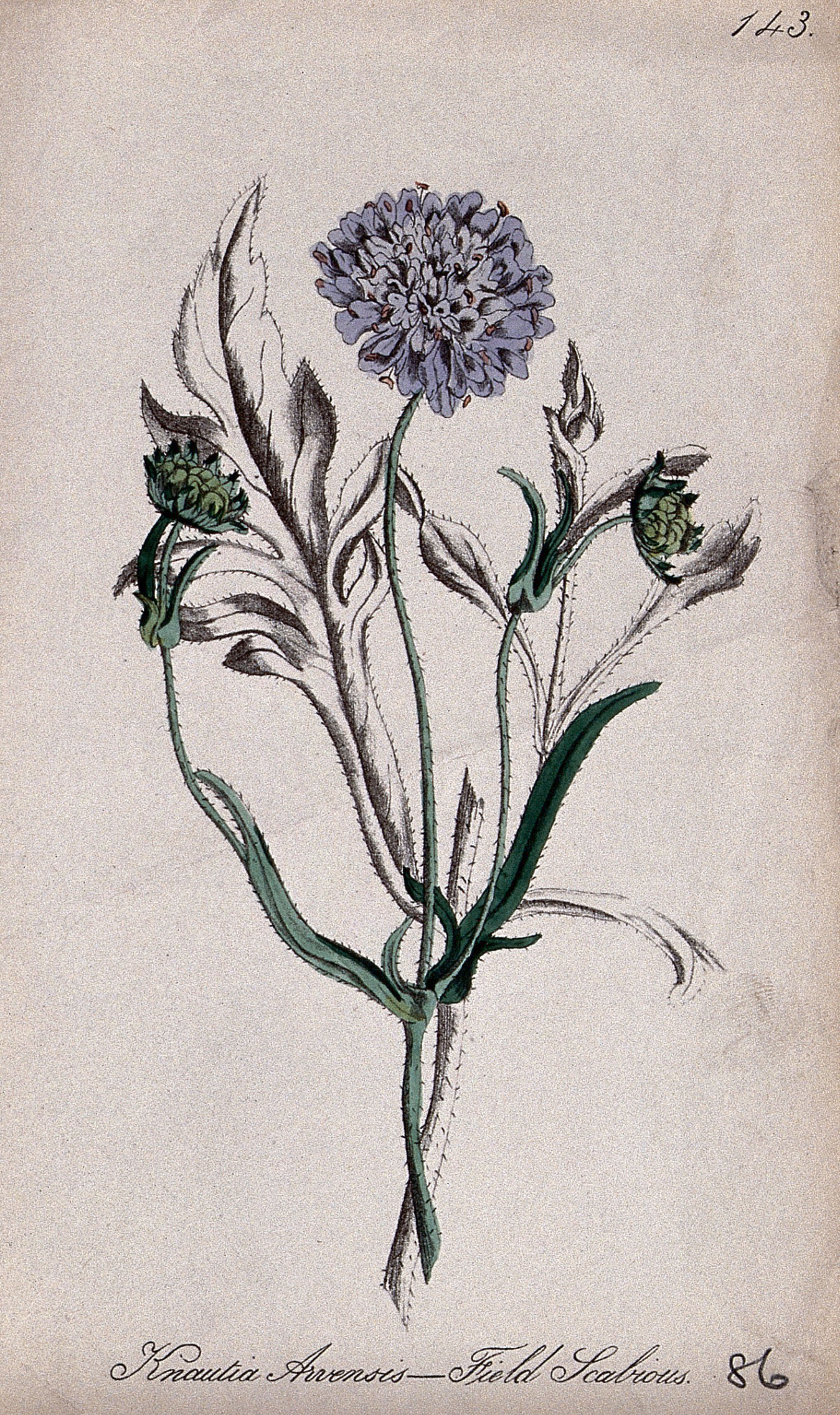 Field scabious plant (Knautia arvensis): flowering and fruiting stem. Partially coloured lithograph by F. Waller, c. 1863, after C. Gower.