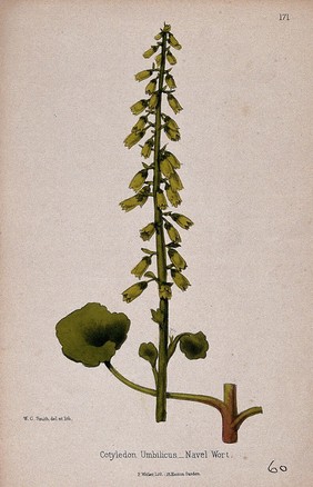 Navelwort plant (Umbilicus rupestris): flowering stem and leaf. Coloured lithograph by W. G. Smith, c. 1863, after himself.