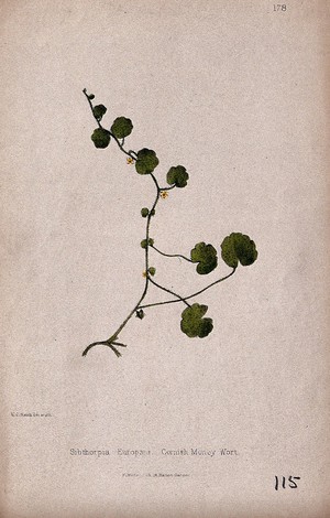 view Cornish moneywort or pennywort plant (Sibthorpia europaea): flowering and leafy stem. Coloured lithograph by W. G. Smith, c. 1863, after himself.