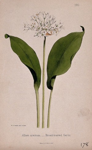 view Wild or wood garlic (Allium ursinum): flower and leaves. Coloured lithograph by W. G. Smith, c. 1863, after himself.