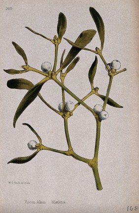 Mistletoe (Viscum album): fruiting stem. Coloured lithograph by W. G. Smith, c. 1863, after himself.
