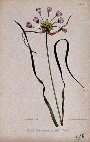 view Field garlic (Allium oleraceum): flowering stem and leaves. Coloured lithograph by W. G. Smith, c. 1863, after himself.