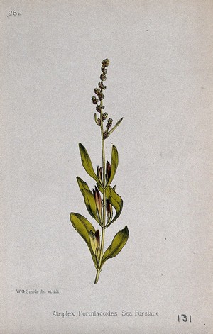 view A saltbush plant (Atriplex portulacoides): flowering stem. Coloured lithograph by W. G. Smith, c. 1863, after himself.