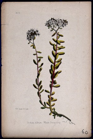 view Stonecrop (Sedum album): flowering stems. Coloured lithograph by W. G. Smith, c. 1863, after himself.