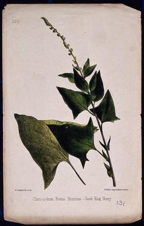 Good King Henry (Chenopodium bonus-henricus): flowering stem and leaves. Coloured lithograph by W. G. Smith, c. 1863, after himself.