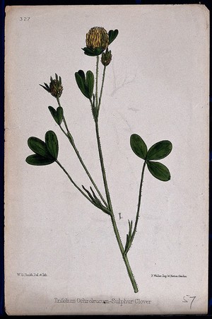 view A clover (Trifolium ochroleucum): flowering stem. Coloured lithograph by W. G. Smith, c. 1863, after himself.