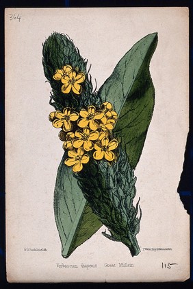 Common mullein (Verbascum thapsus): flowering stem and leaf. Coloured lithograph by W. G. Smith, c. 1863, after himself.