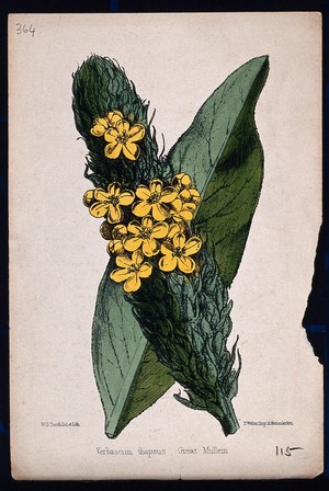 view Common mullein (Verbascum thapsus): flowering stem and leaf. Coloured lithograph by W. G. Smith, c. 1863, after himself.