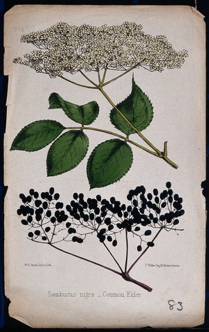 view Common elder (Sambucus nigra): flowering and fruiting stems. Coloured lithograph by W. G. Smith, c. 1863, after himself.