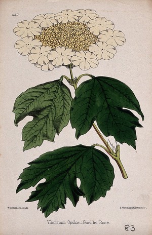 view Guelder rose (Viburnum opulus): flowering stem. Coloured lithograph by W. G. Smith, c. 1863, after himself.