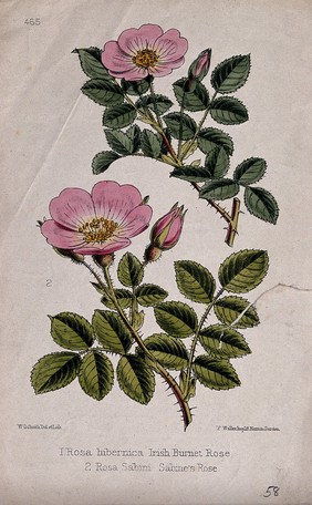 Two wild roses (Rosa hibernica and Rosa involuta): flowering stems. Coloured lithograph by W. G. Smith, c. 1863, after himself.