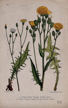 Two species of hawk's beard plant (Crepis species): flowering and fruiting stems. Coloured lithograph by W. G. Smith, c. 1863, after himself.