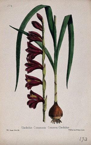 view A sword lily (Gladiolus communis): entire flowering plant in two sections. Coloured lithograph by W. G. Smith, c. 1863, after himself.