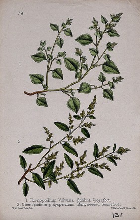 Two species of goosefoot plant (Chenopodium species): flowering stems. Coloured lithograph by W. G. Smith, c. 1863, after himself.