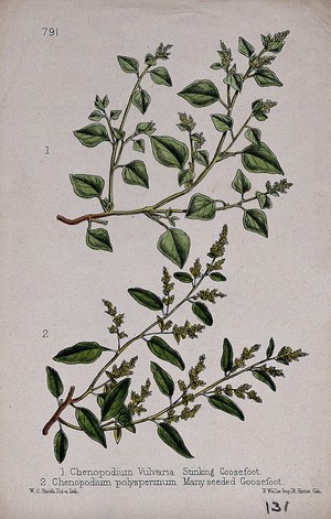 view Two species of goosefoot plant (Chenopodium species): flowering stems. Coloured lithograph by W. G. Smith, c. 1863, after himself.