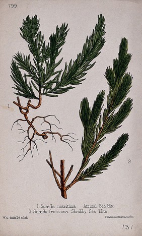 Two species of seablite plant (Suaeda maritima and S. vera): leafy stems. Coloured lithograph by W. G. Smith, c. 1863, after himself.