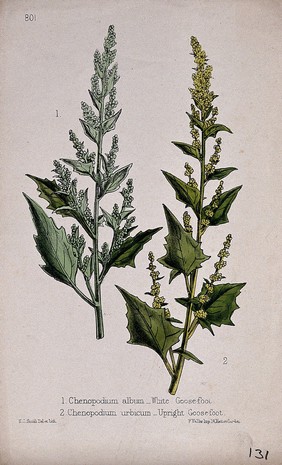 Two species of goosefoot plant (Chenopodium species): flowering stems. Coloured lithograph by W. G. Smith, c. 1863, after himself.