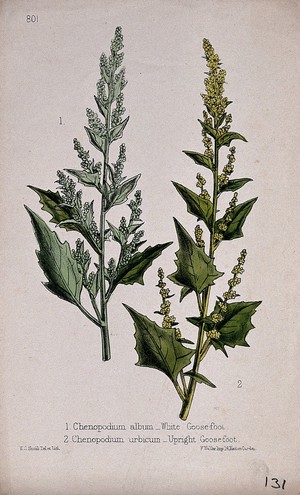 view Two species of goosefoot plant (Chenopodium species): flowering stems. Coloured lithograph by W. G. Smith, c. 1863, after himself.