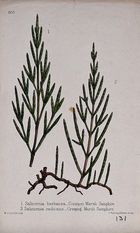 Two species of marsh samphire plant (Salicornia species): leafy stems. Coloured lithograph by W. G. Smith, c. 1863, after himself.